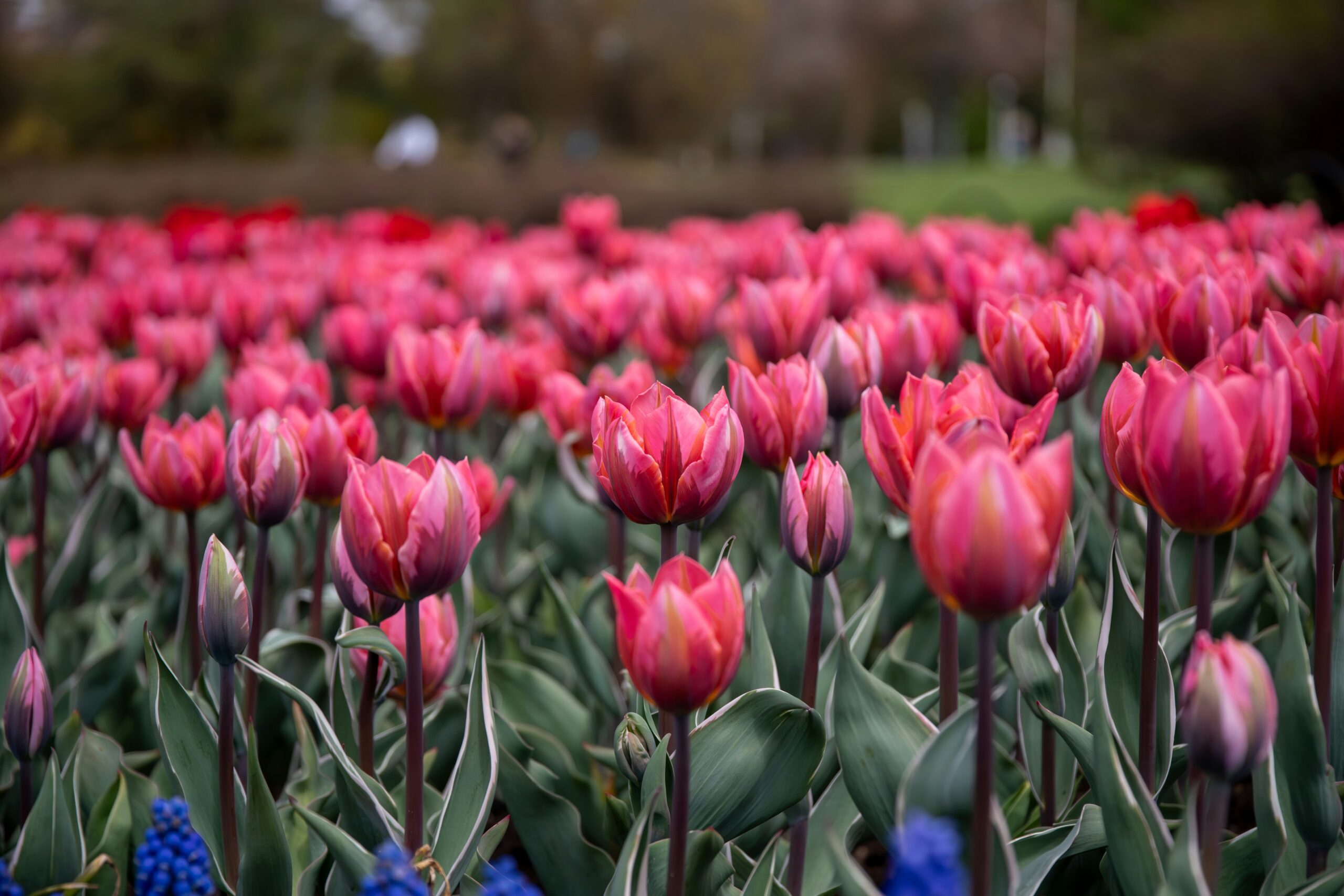 Canadian Tulip Festival