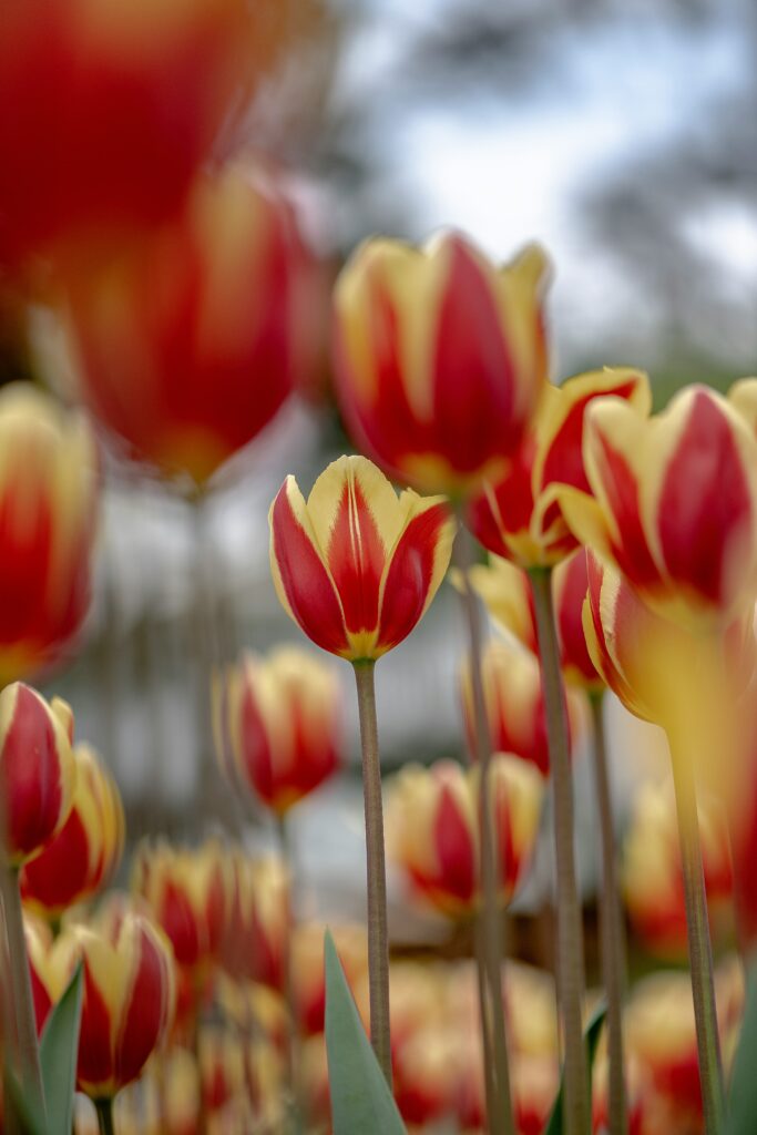 Festival Ottawa (Tulip festival)