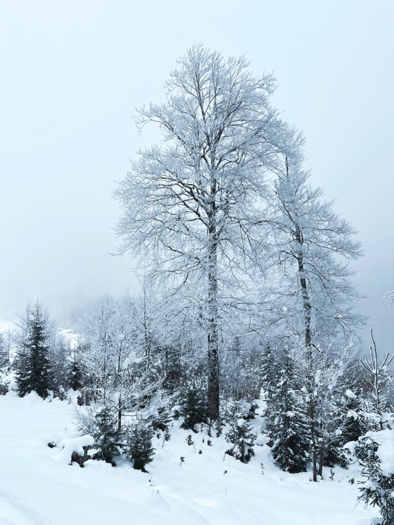 Winterlude