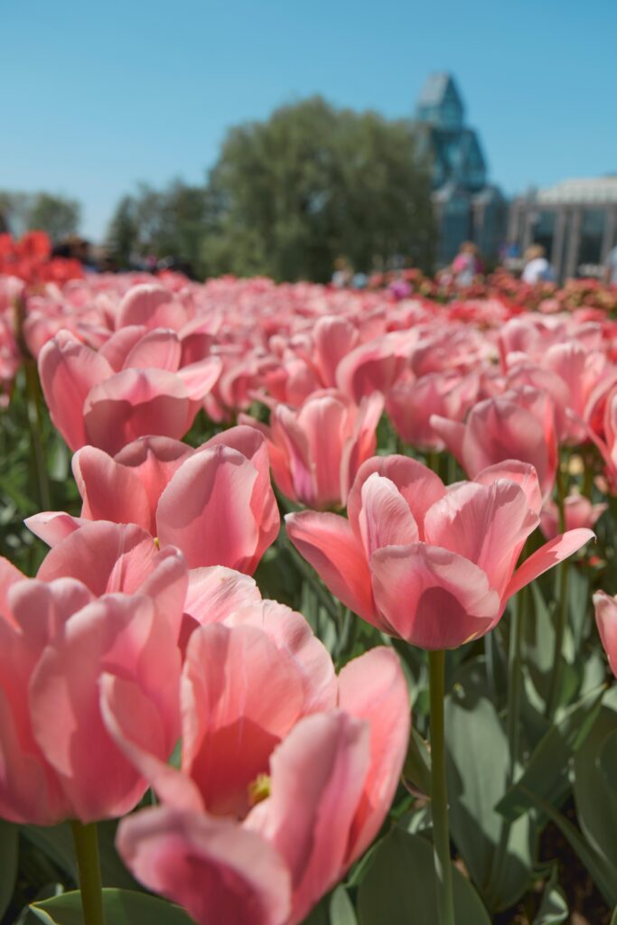 Canadian Tulip Festival